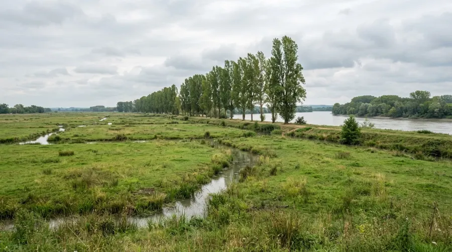 Prairies humides en bord de Garonne au nord de Bordeaux, secteur de Parempuyre